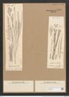 Homoeocladia martiana var. div. Ag. (de-Toni-Nr.: Genus 48, Species 2182) Zeichnungen Sammlung Grunow Nr. 4579 (NHMW-BOT-W0372588)